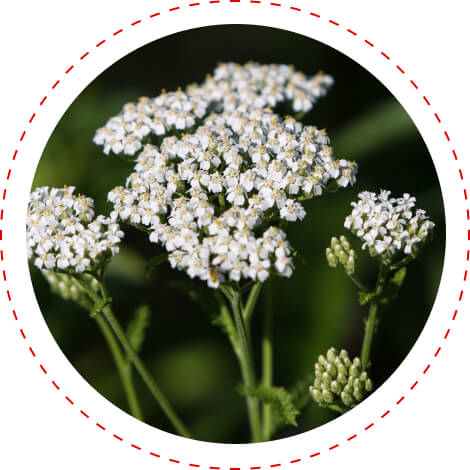 yarrow metabolic balance