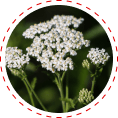 yarrow for blood glucose support