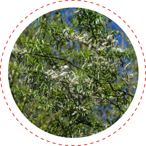 white willow eye protection