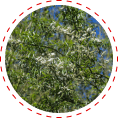white willow for inflammation